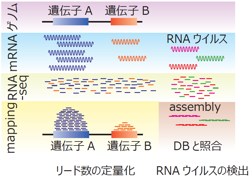 リードの数を数えることで定量化