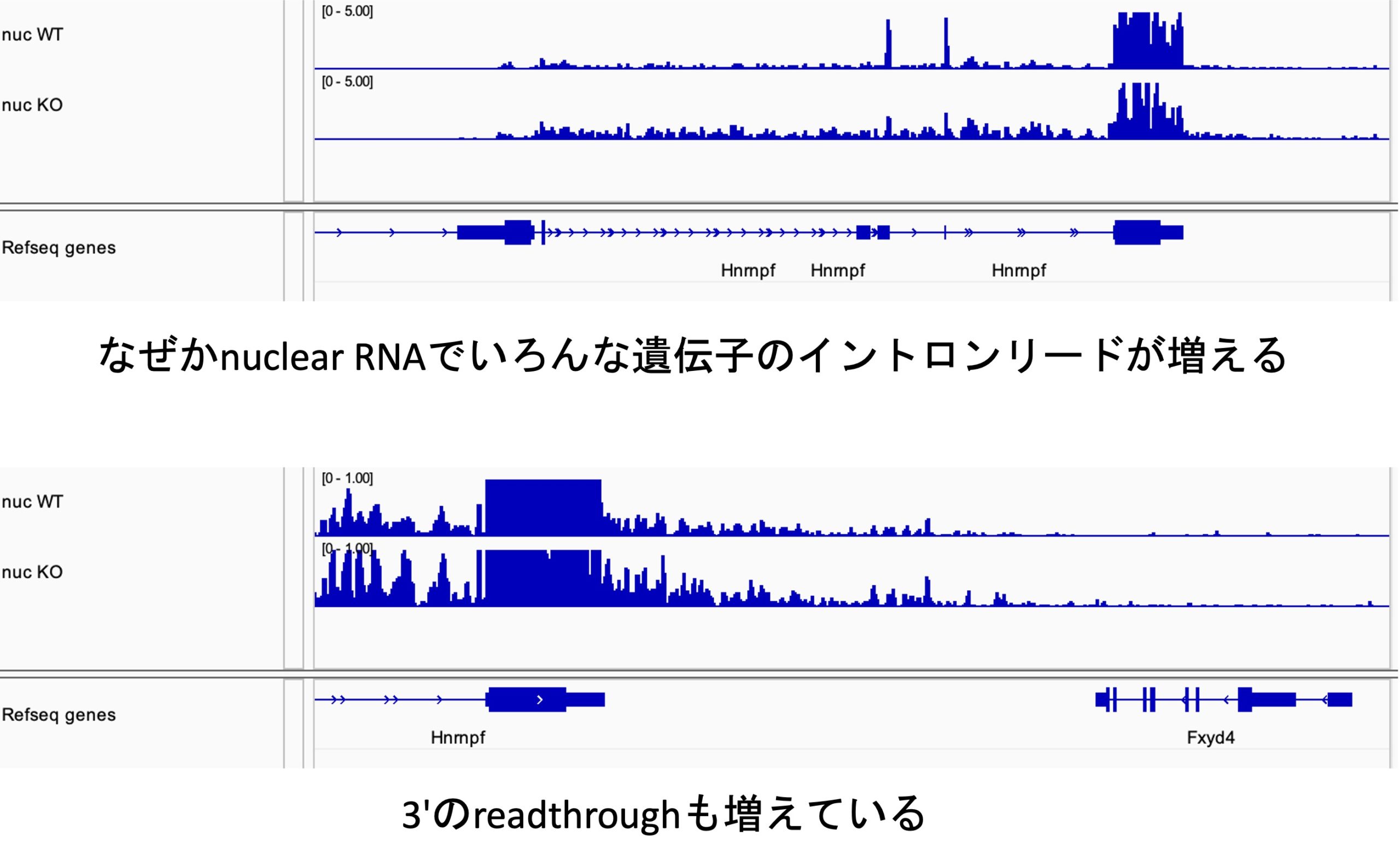 続・4.5SHは蜜の味（4）百折不撓の末の光明と迷走 - 学術変革領域研究