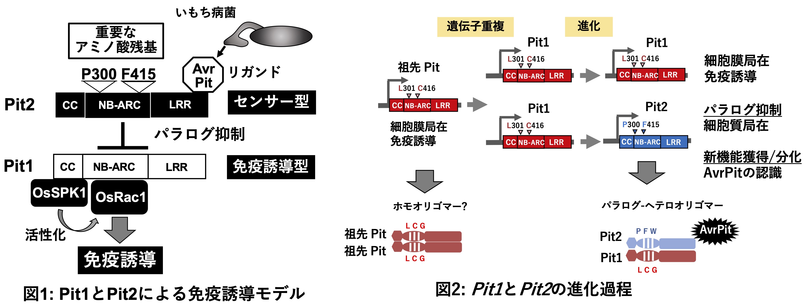 イネ免疫受容体の進化解析の論文を発表しました - 学術変革領域