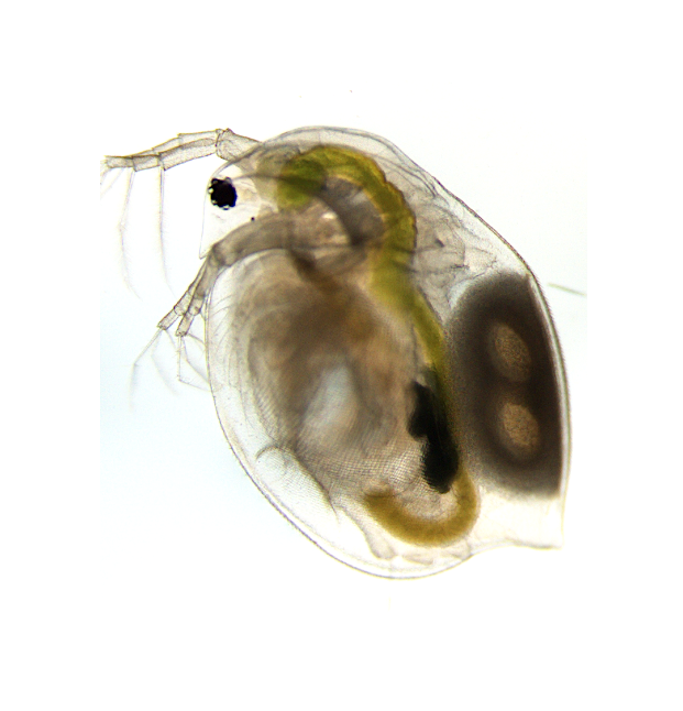 サイエンス・オブ・ホメオパシー (上/理論編) サイエンス・オブ・ホメオパシー (上/理論編) サイエンス・オブ