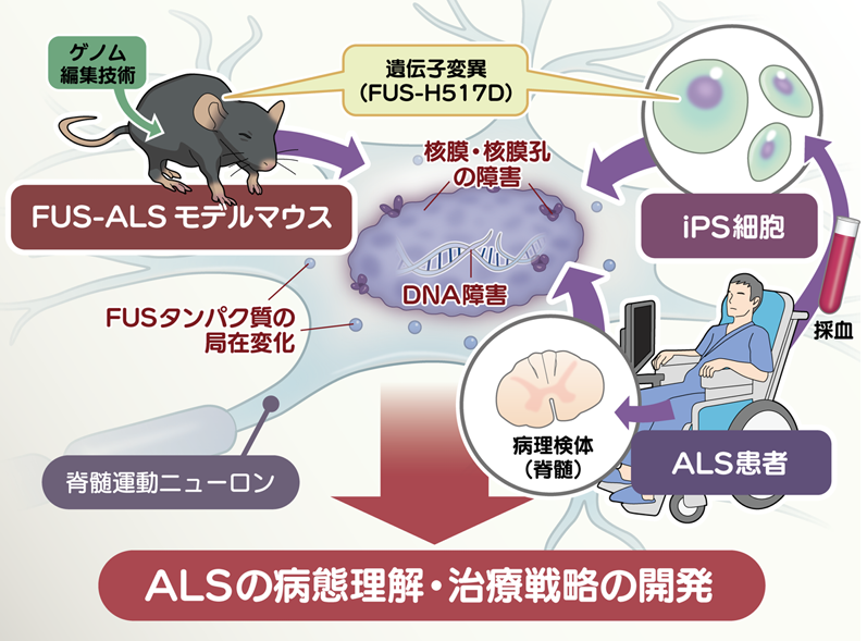 Multiple lines of evidence for disruption of nuclear lamina