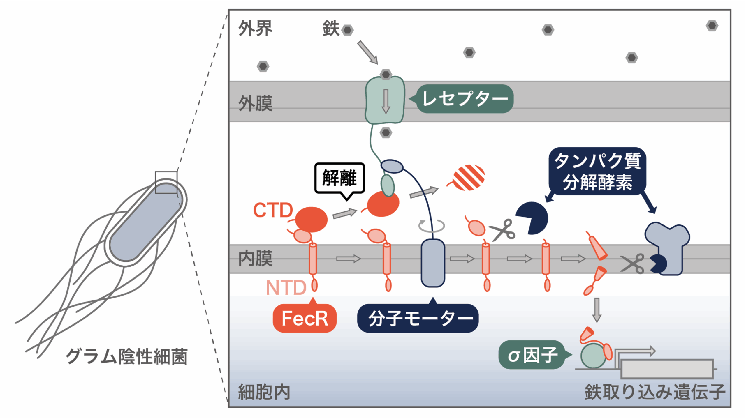 タンパク質研究なるほどQ&amp;A―ポイントが身につく基礎知識+失敗のなぜと成功のコツ! タンパク質研究なるほどQ&A ポイントが身につく基礎知識+失敗の